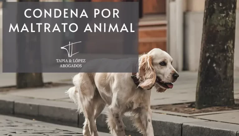 cocker perro maltrato